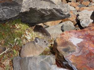 American pika takeover of haypile by juvenile
