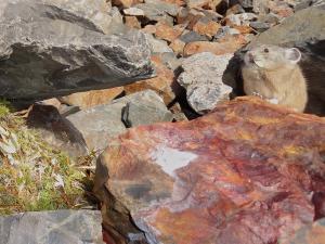 American pika takeover of haypile by juvenile