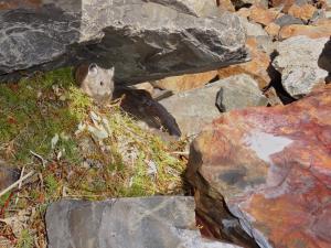 American pika takeover of haypile by juvenile