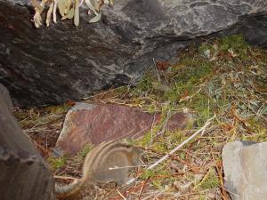Least chipmunk stealing veg from haypile
