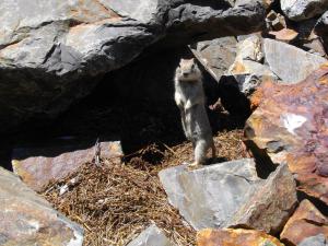 Belding's ground squirrel
