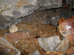 American pika eating veg