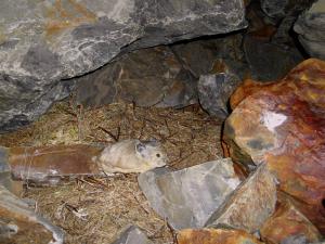 American pika
