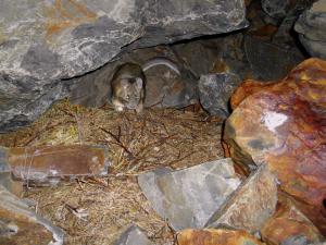 Bushy-tailed woodrat