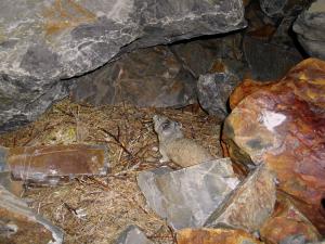 American pika carrying dry grass