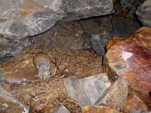 American pika carrying dry grass