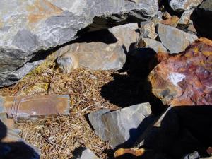 American pika on bed on haypile