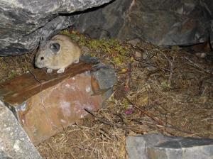 American pika