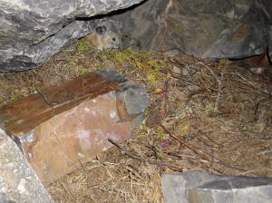 American pika on bed on haypile