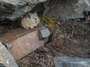 American pika