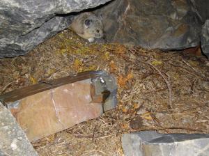 American pika on bed on haypile