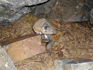 American pika cheek-rubbing
