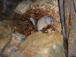 American pika carrying bark