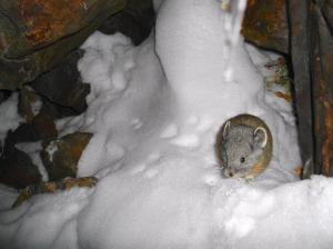 American pika licking icicle drip