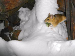 Bushy-tailed woodrat stealing veg from haypile