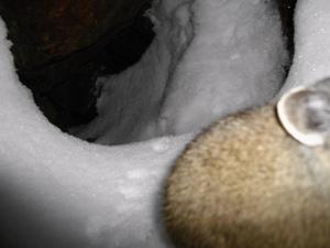 American pika haypile buried in snow
