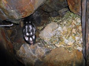 Spotted skunk