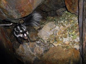 Spotted skunk