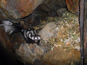 Spotted skunk