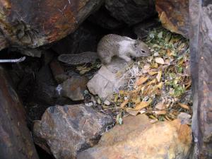 California ground squirrel stealing veg from haypile