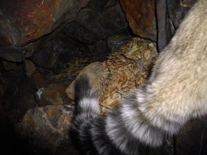 Ringtail