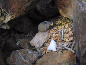 American pika eating veg