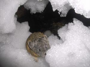 American pika haypile buried in snow