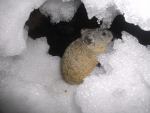 American pika haypile buried in snow