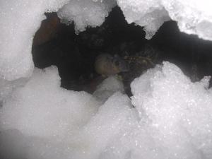 American pika haypile buried in snow