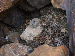 American pika non-resident juvenile visiting haypile