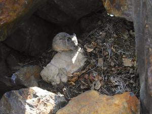 American pika