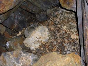 American pika non-resident juvenile visiting haypile