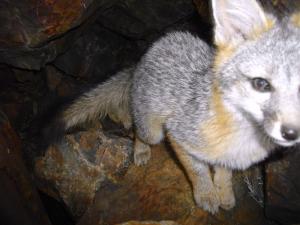 Gray fox
