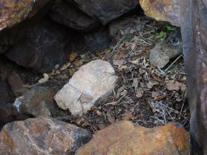 American pika haying