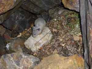 American pika non-resident juvenile visiting haypile