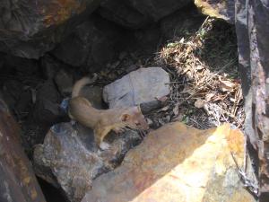 Long-tailed weasel