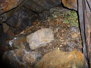 Deer mouse