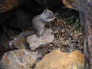 California ground squirrel