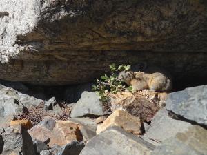 American pika haying, Holodiscus discolor