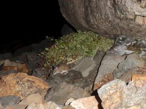 Deer mouse