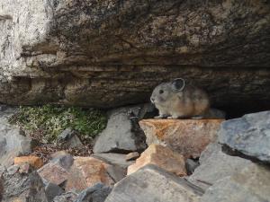 American pika non-resident juvenile on latrine rock