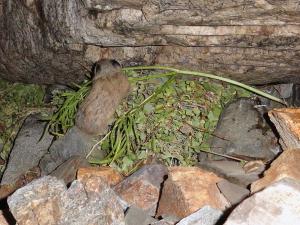 American pika haying, Angelica linearifolia