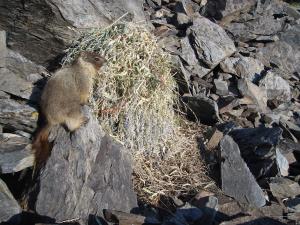 Yellow-bellied marmot