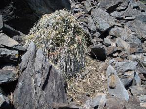 American pika haying