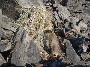 Yellow-bellied marmot stealing veg from haypile