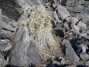 American pika haying