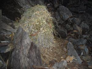 American pika eating veg