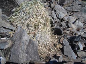 American pika haying