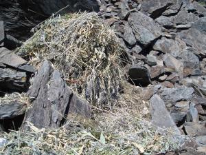 Belding's ground squirrel stealing veg from haypile