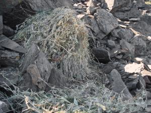 American pika